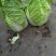 【黄心大白菜】春季黄心白菜，一手货源、质量有保证耐运输。