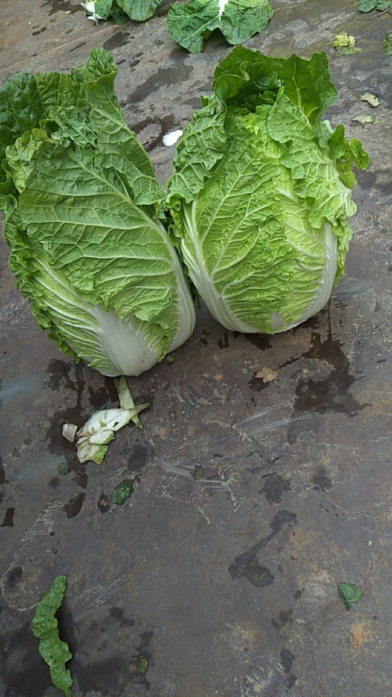 【黄心大白菜】春季黄心白菜，一手货源、质量有保证耐运输。
