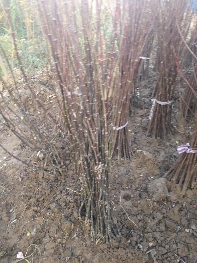 红枫树中国红枫树苗美国红枫红舞姬红枫
