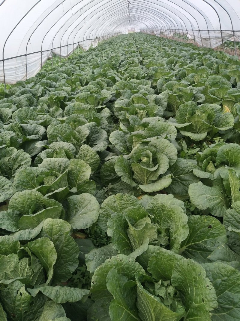 【黄心大白菜】春季黄心白菜，一手货源、质量有保证耐运输。