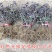 红色金银花苗四季红色金银花苗盆栽地栽四季金银花苗红色金银