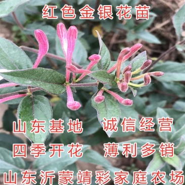 红色金银花苗四季红色金银花苗盆栽地栽四季金银花苗红色金银