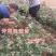 红色金银花苗四季红色金银花苗盆栽地栽四季金银花苗红色金银