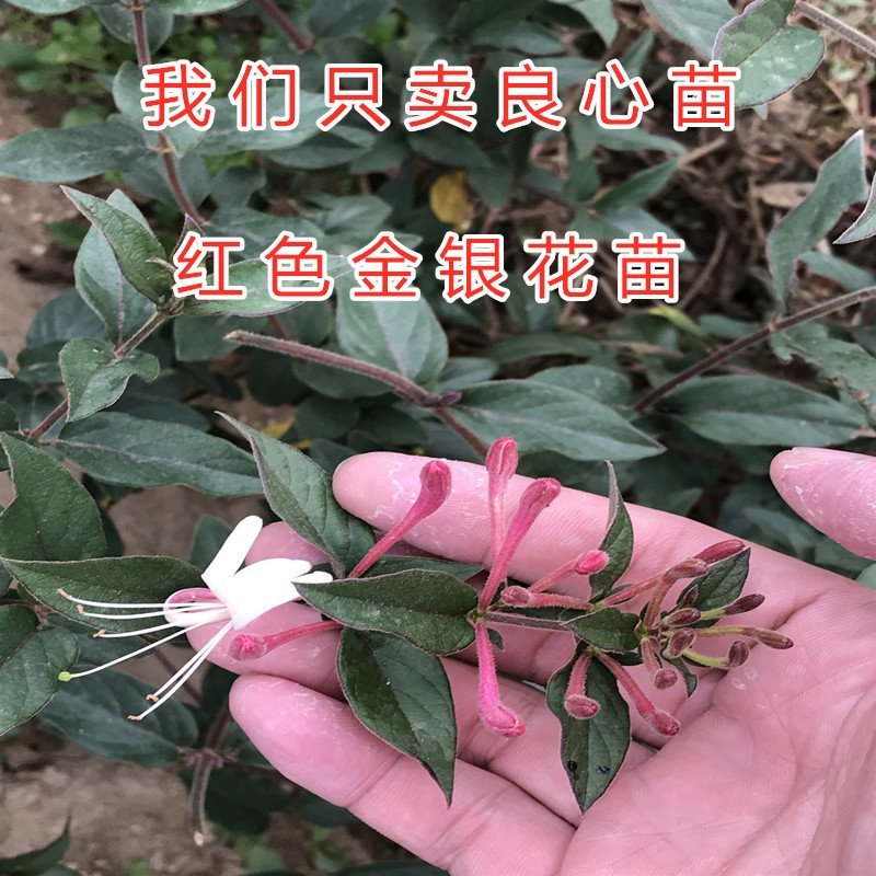 红色金银花苗四季红色金银花苗盆栽地栽四季金银花苗红色金银