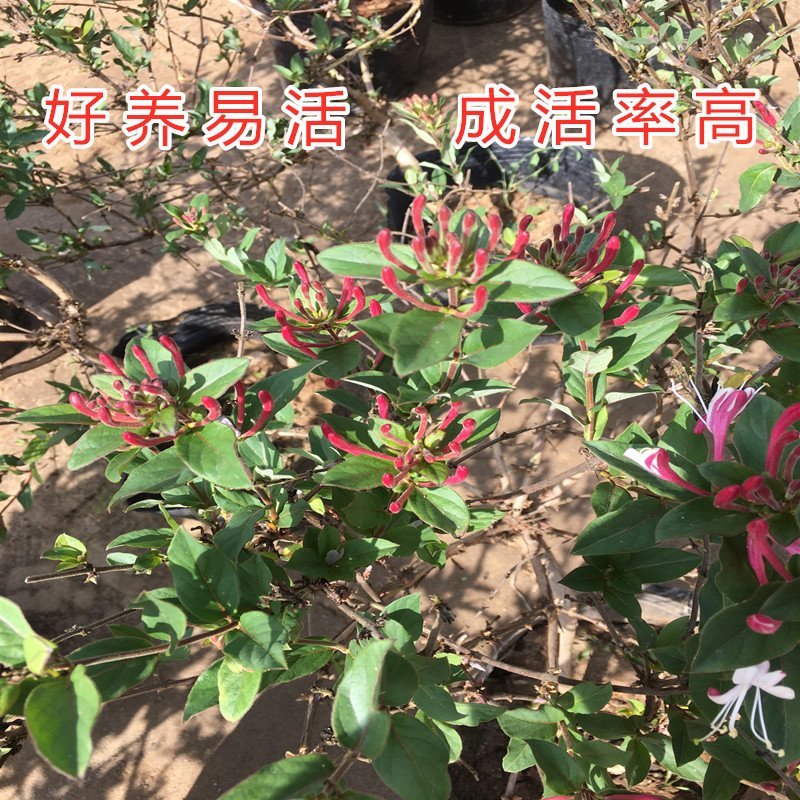 红色金银花苗四季红色金银花苗盆栽地栽四季金银花苗红色金银
