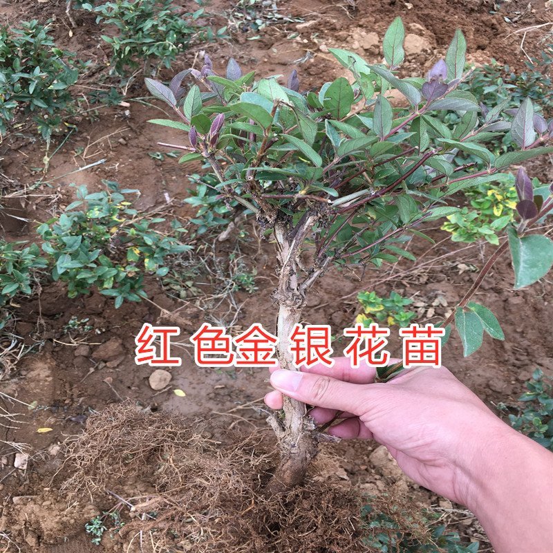 红色金银花苗四季红色金银花苗盆栽地栽四季金银花苗红色金银