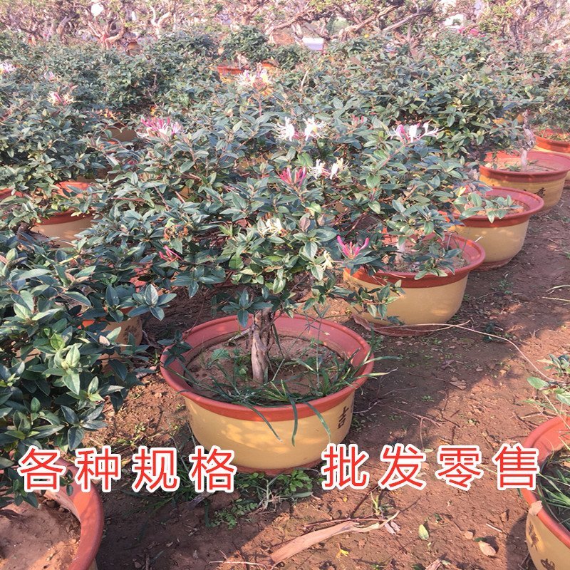 红色金银花苗四季红色金银花苗盆栽地栽四季金银花苗红色金银