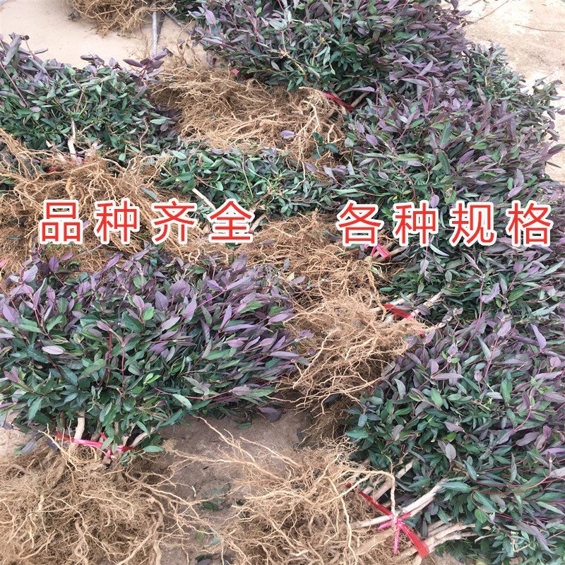 红色金银花苗四季红色金银花苗盆栽地栽四季金银花苗红色金银