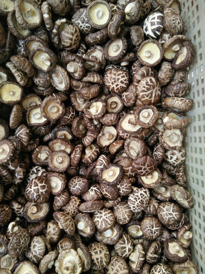 河南内乡优质花菇，袋料冬花菇，肉厚，脚短，香味浓