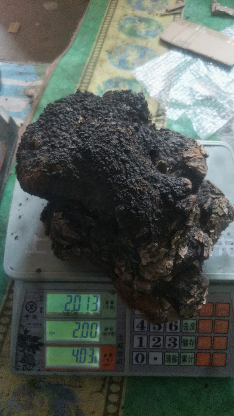长白山野生大块桦树桑黄桦褶孔菌桦树茸