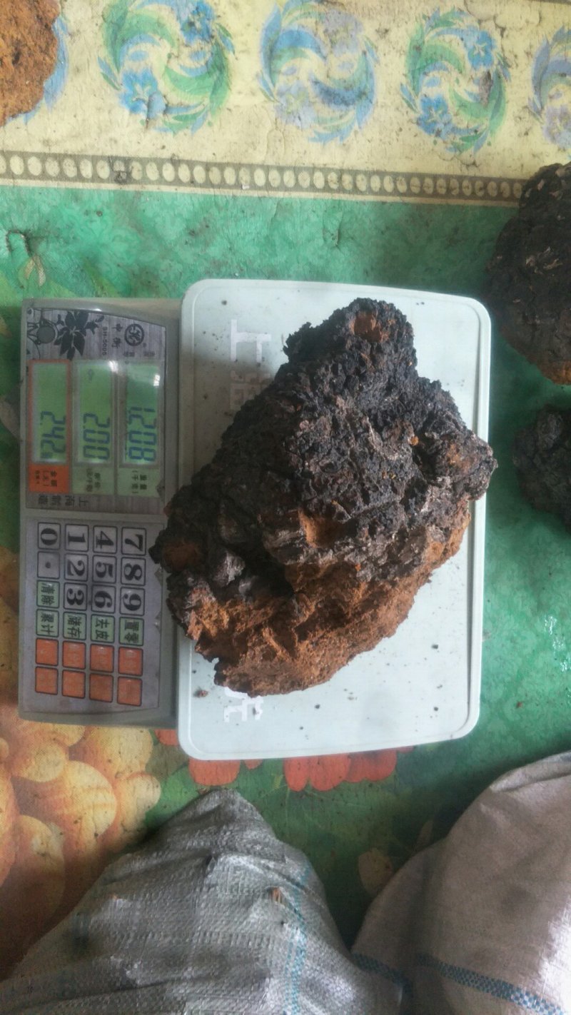 长白山野生大块桦树桑黄桦褶孔菌桦树茸