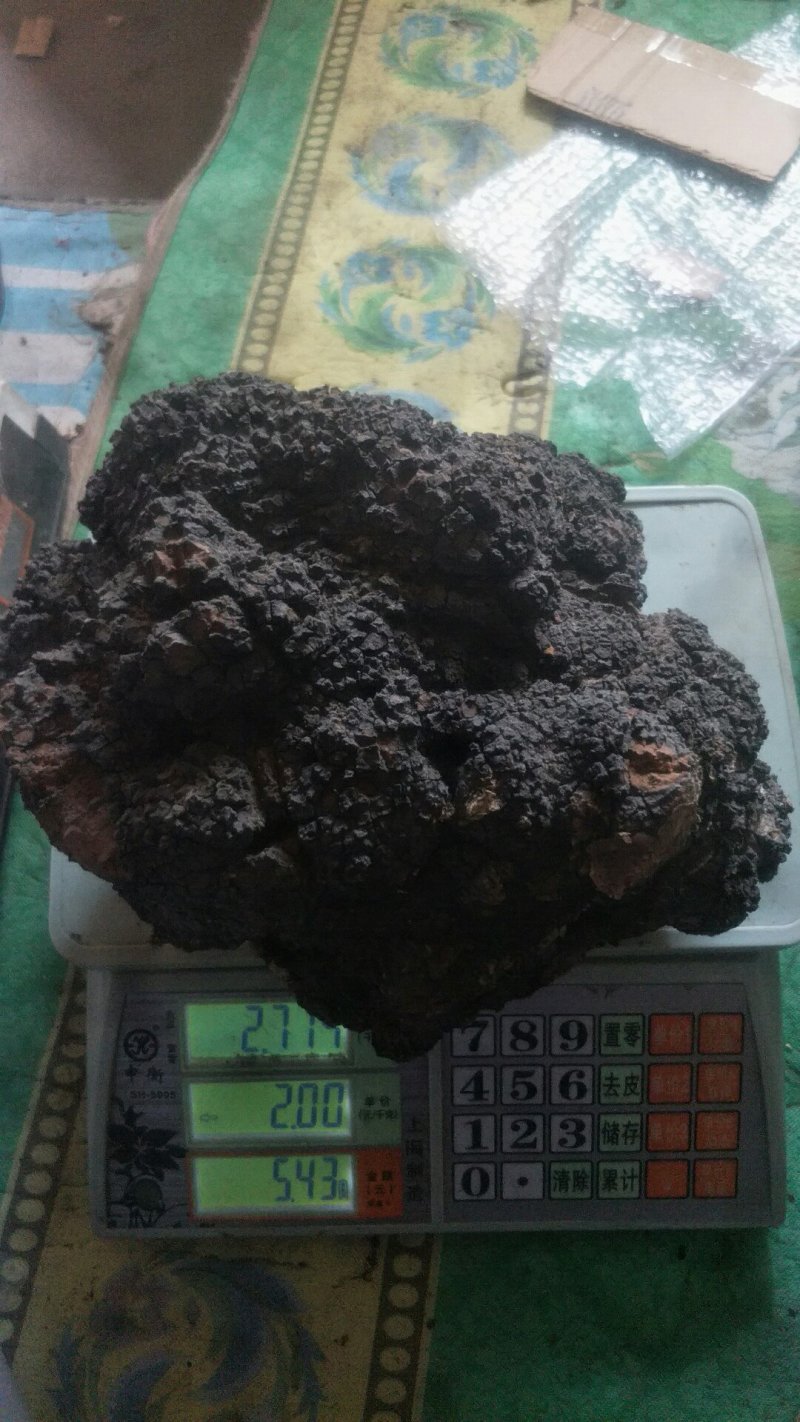 长白山野生大块桦树桑黄桦褶孔菌桦树茸