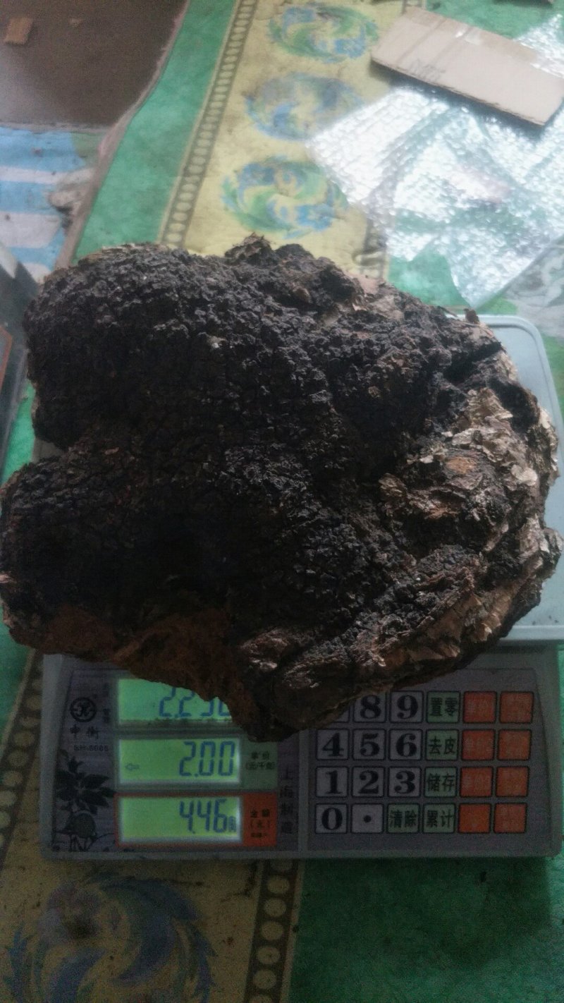 长白山野生大块桦树桑黄桦褶孔菌桦树茸