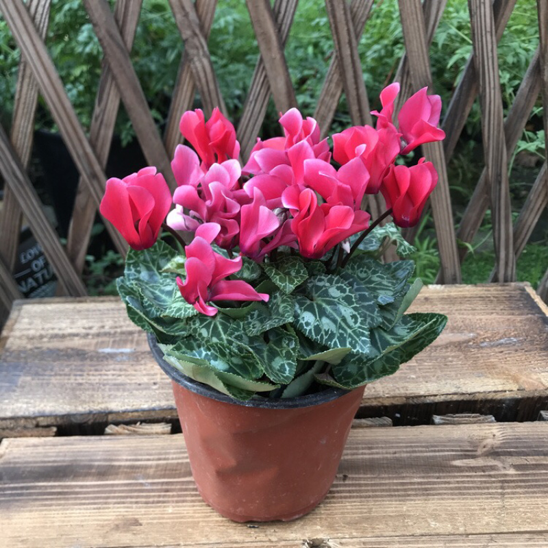 仙客来带花苞室内花卉重瓣迎客来四季开花好养大花苗观花
