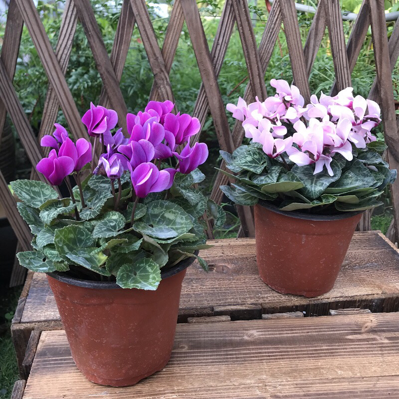 仙客来带花苞室内花卉重瓣迎客来四季开花好养大花苗观花