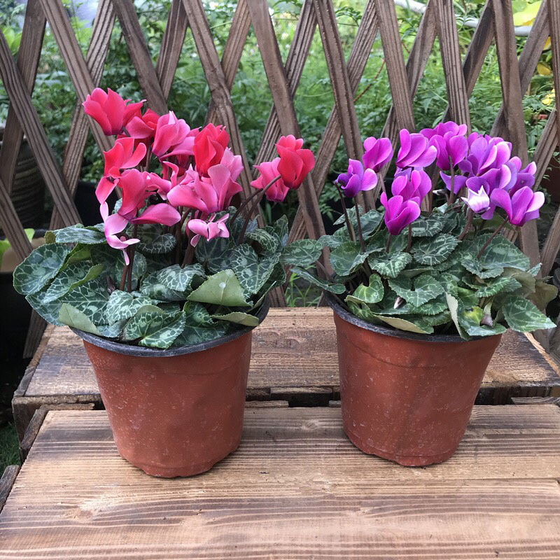 仙客来带花苞室内花卉重瓣迎客来四季开花好养大花苗观花
