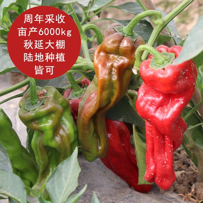 【神椒六号】杂交辣椒种子薄皮椒种子虎皮椒种子青椒菜椒泡椒