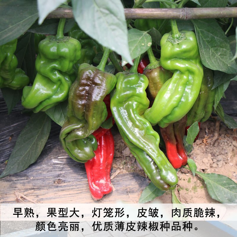 【神椒六号】杂交辣椒种子薄皮椒种子虎皮椒种子青椒菜椒泡椒