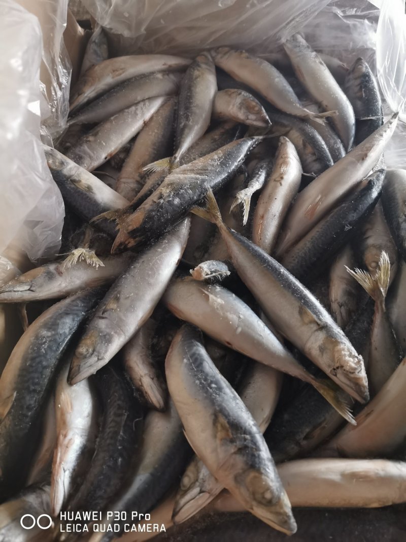各种罐头料！食用鱼全部有货！