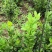 路杰园林绿化种植有限公司