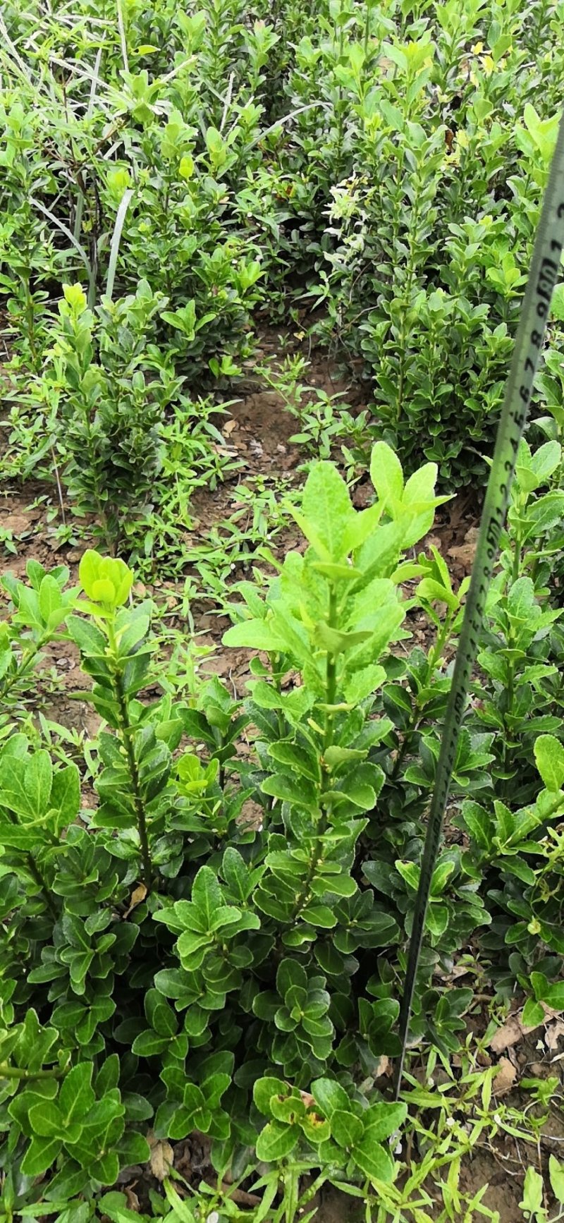 路杰园林绿化种植有限公司