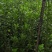 路杰园林绿化种植有限公司