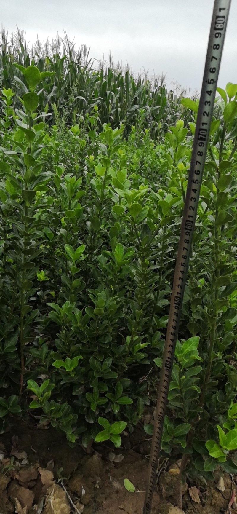路杰园林绿化种植有限公司