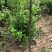 路杰园林绿化种植有限公司
