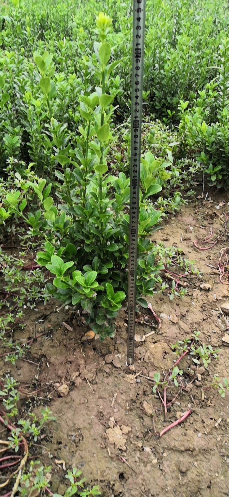 路杰园林绿化种植有限公司