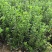 路杰园林绿化种植有限公司
