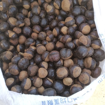 沙藏七叶树种子。。。。。