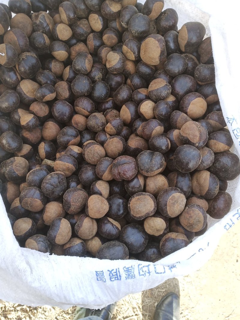 沙藏七叶树种子。。。。。