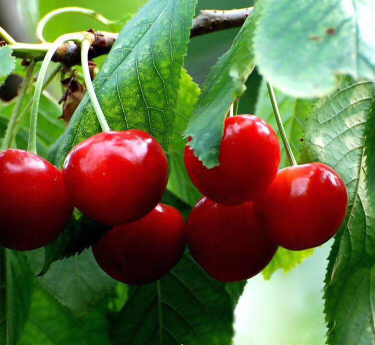 一片樱桃园中,几只白头鹎正在枝头争抢樱桃,其中一只正叼着半颗果实准备飞离,树叶上有轻微的啄痕,地面散落着少量果核 果园中的食果鸟类