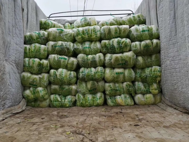 【精品】黄心白菜产地直供优质湖北大白菜质量保障