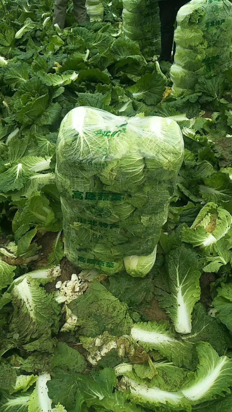 【精品】黄心白菜产地直供优质湖北大白菜质量保障