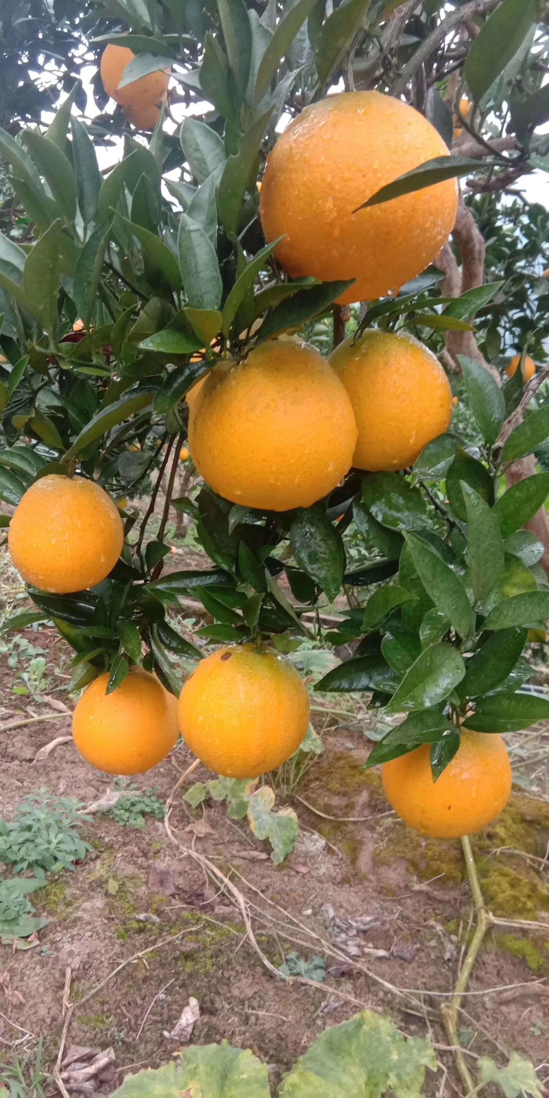 雷波脐橙160包邮20斤装