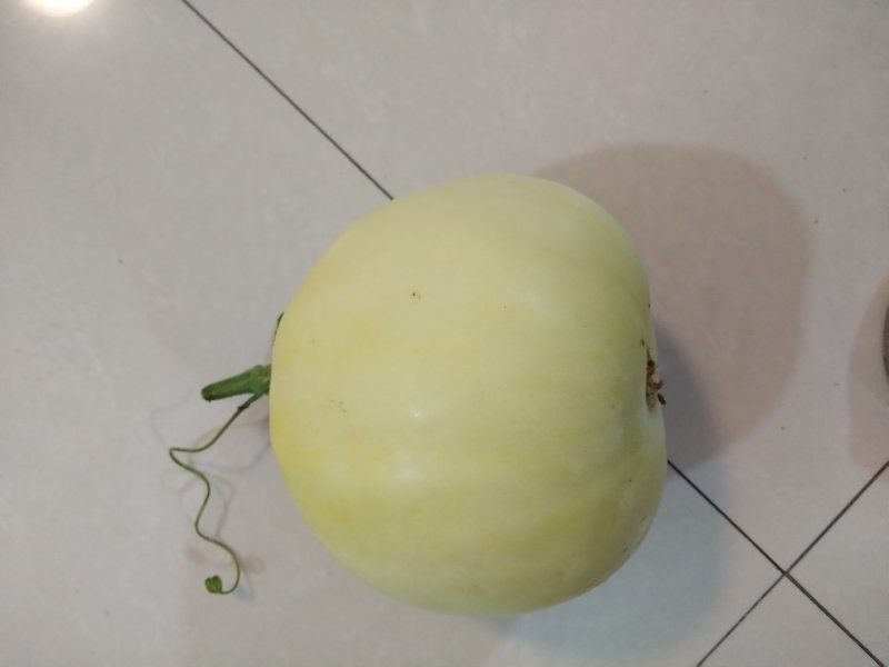 星甜二十甜瓜苗