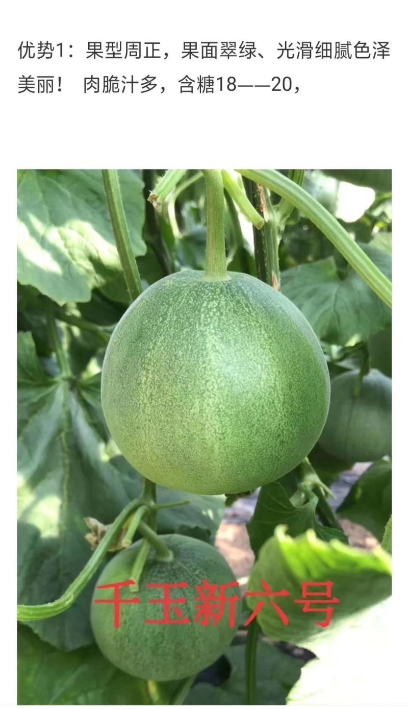 星甜二十甜瓜苗