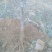 梨树2~4cm2.5~3米
