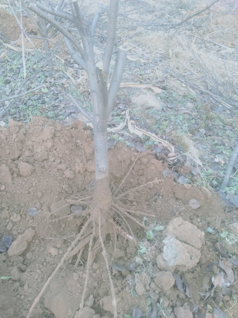 梨树2~4cm2.5~3米