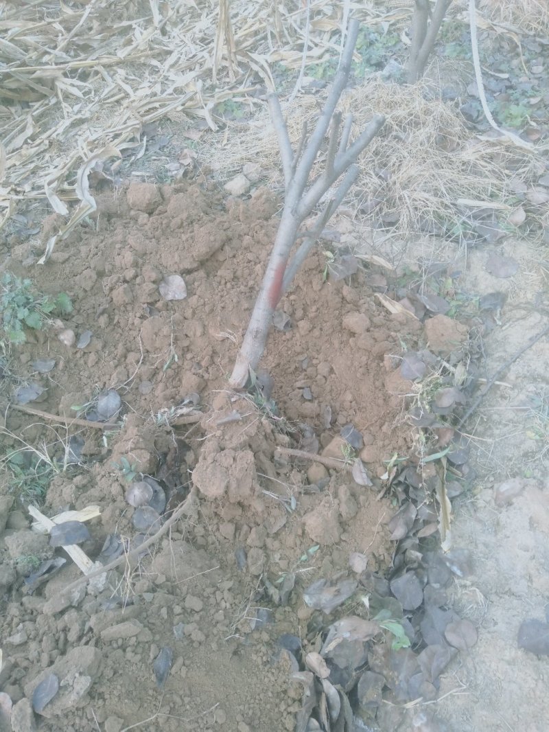 梨树2~4cm2.5~3米