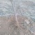 梨树2~4cm2.5~3米