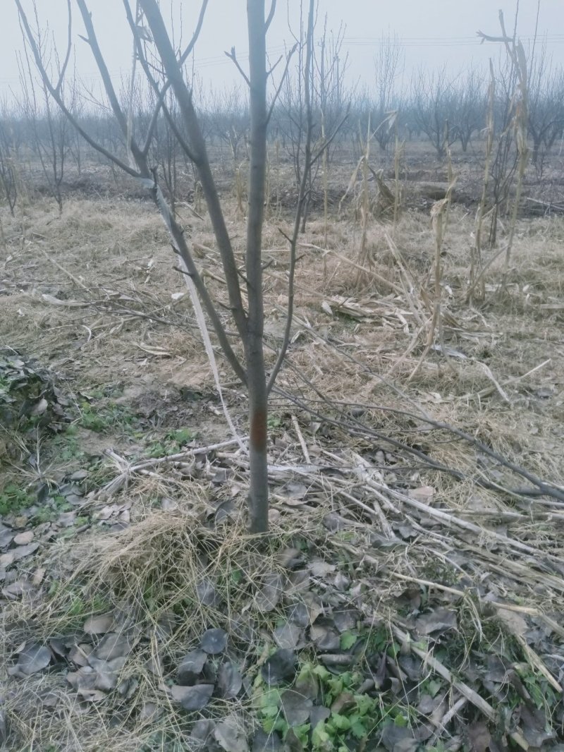 梨树2~4cm2.5~3米