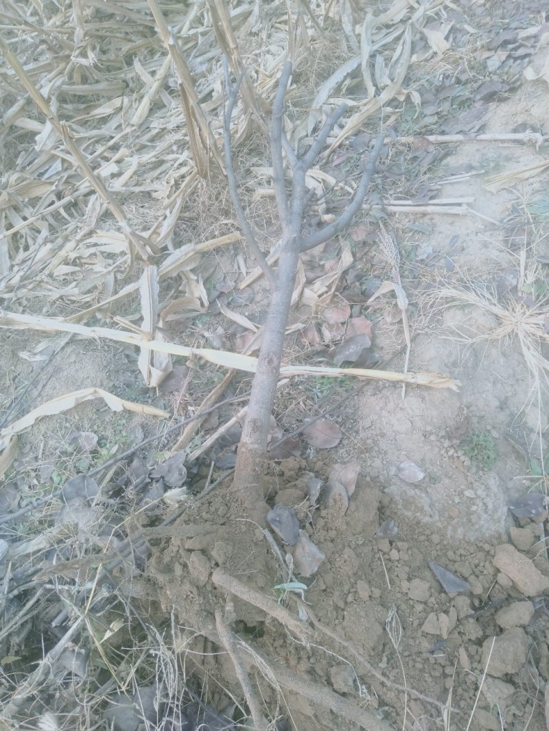 梨树2~4cm2.5~3米