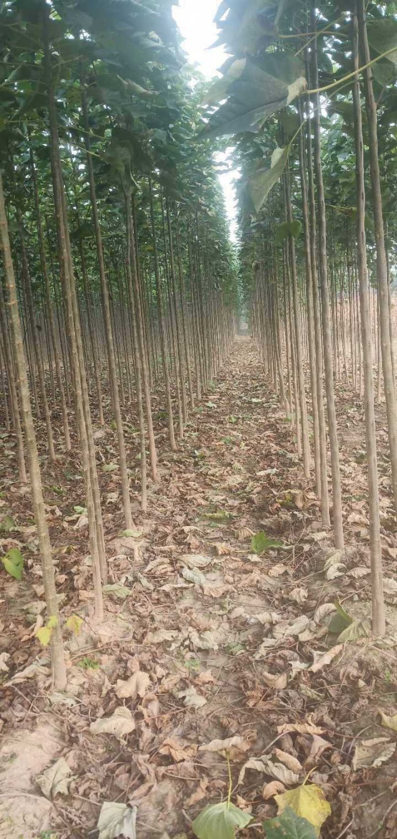 绿化苗木楸树梓树