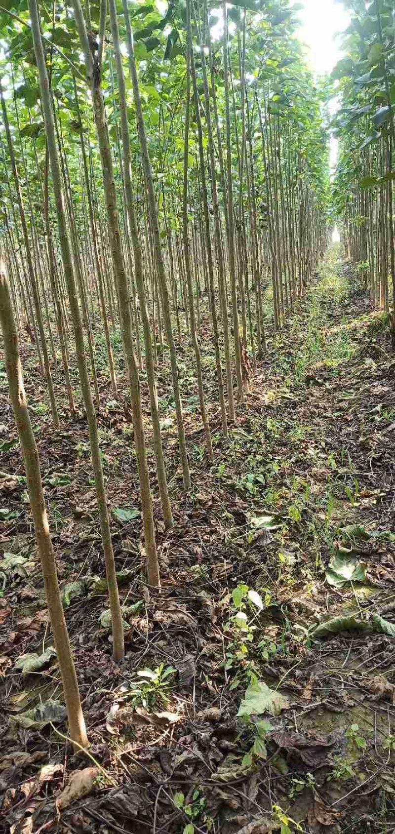 绿化苗木楸树梓树