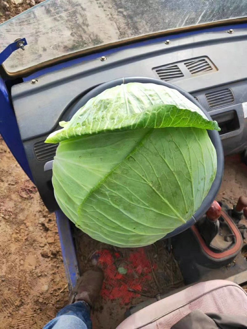 扁包菜奥奇娜双龙三号适合加工厂