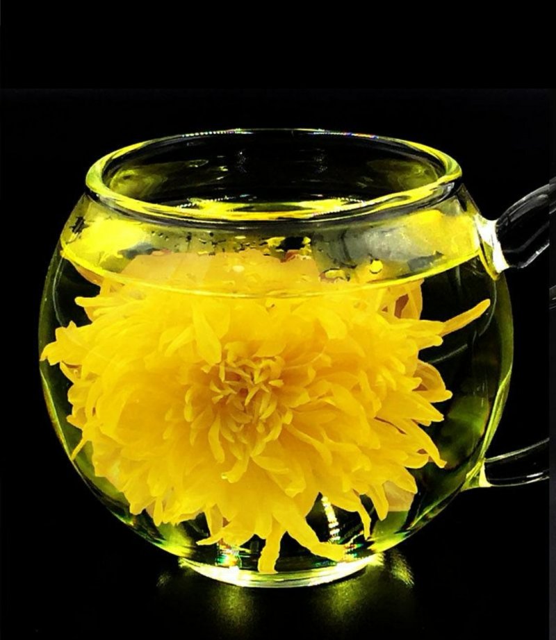 金丝皇菊