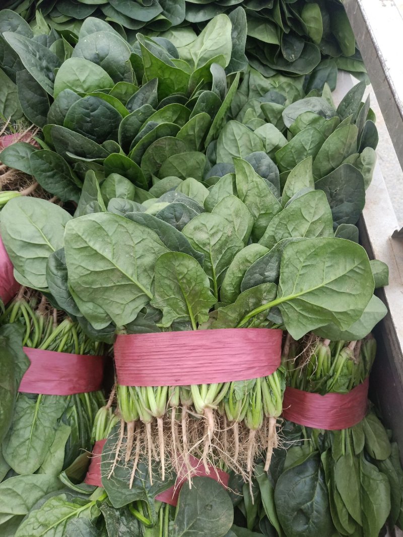 大叶菠菜滑县最大批发市场直供