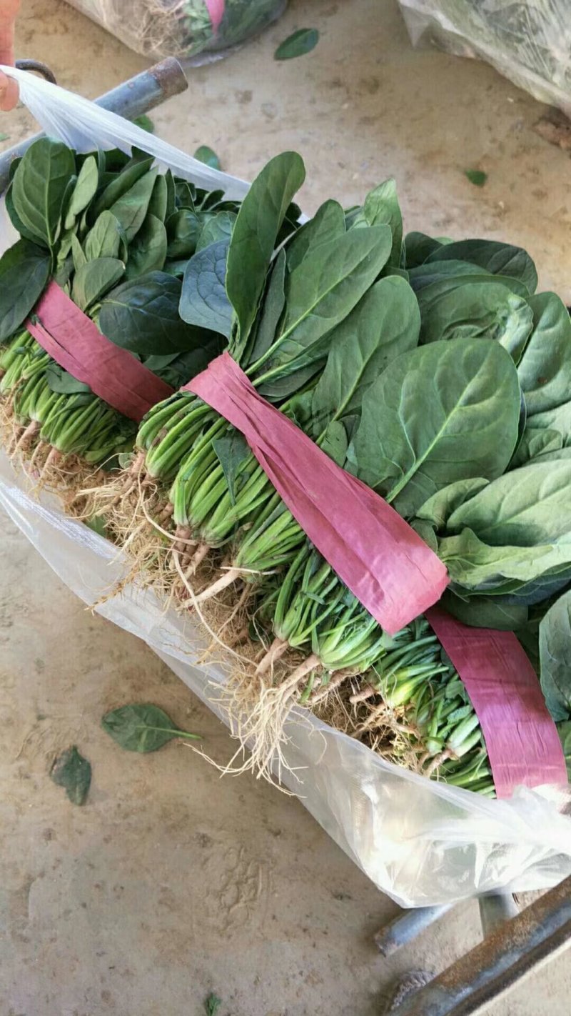 大叶菠菜滑县最大批发市场直供